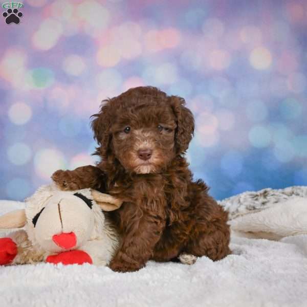 Cliffy, Mini Goldendoodle Puppy